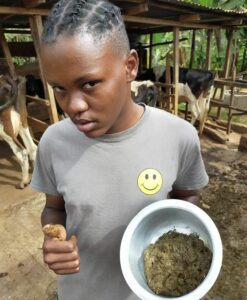 Aq9ine getting ready to eat cow dung