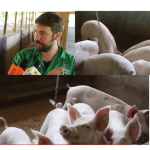 Akothees Husband ( Omosh) Pig Farm in Rongo