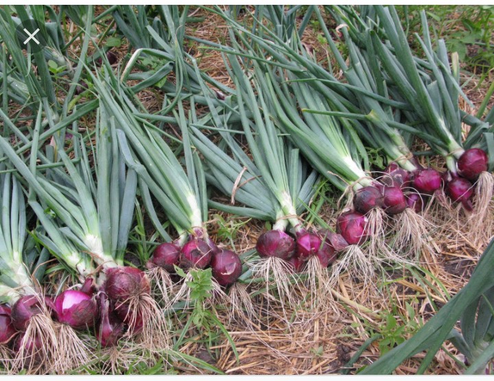 Exploring the Prosperous Landscape of Onions Farming in Kenya