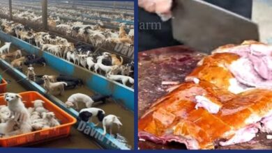 China Dog Farm: How Over 10 Million Dogs Are Raised Yearly For Meat .