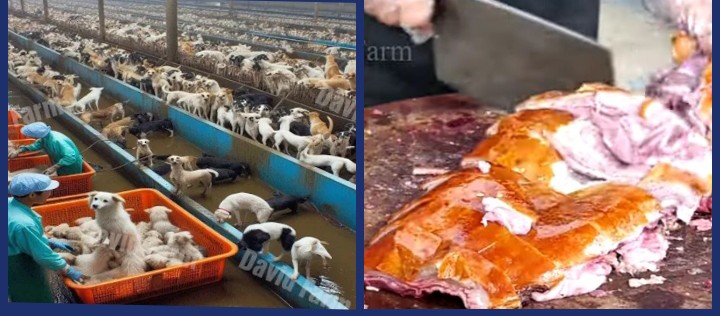 China Dog Farm: How Over 10 Million Dogs Are Raised Yearly For Meat .