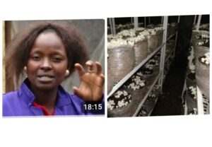 How A Highschool Teacher Earns Ksh.750,000 Every 90 Days From Mushroom Farming.