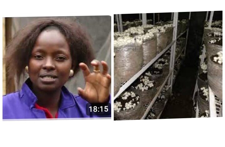 How A Highschool Teacher Earns Ksh.750,000 Every 90 Days From Mushroom Farming.