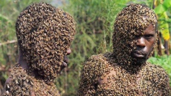 They Stole in Darkness, But Bees Delivered Justice at Sunrise