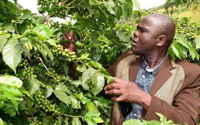 Bungoma farmer celebrates bumper harvest after season neighbours recorded heavy losses